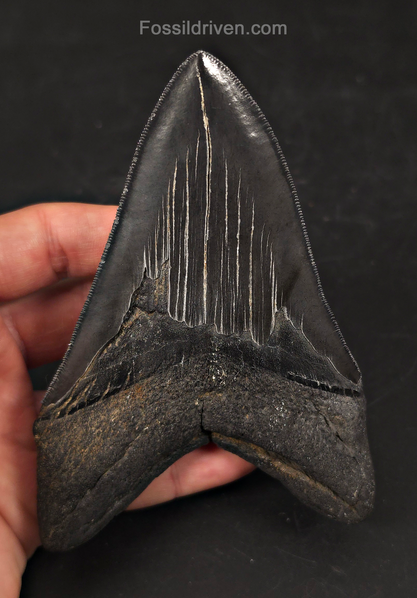Jet Black, 5.06" Fossil Megalodon Tooth - Charleston, South Carolina