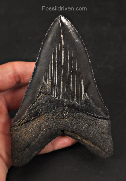 Jet Black, 5.06" Fossil Megalodon Tooth - Charleston, South Carolina