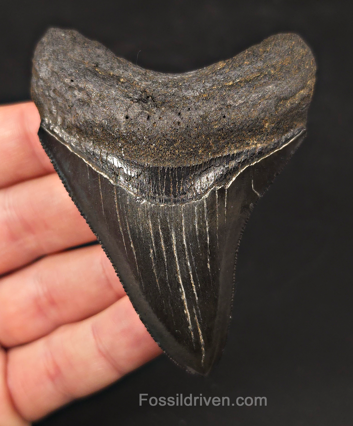 High-Quality, 3.43" Fossil Megalodon Tooth - Charleston, South Carolina