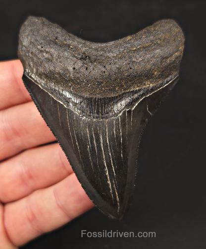 High-Quality, 3.43" Fossil Megalodon Tooth - Charleston, South Carolina