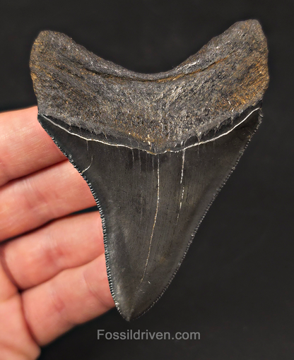 High-Quality, 3.43" Fossil Megalodon Tooth - Charleston, South Carolina
