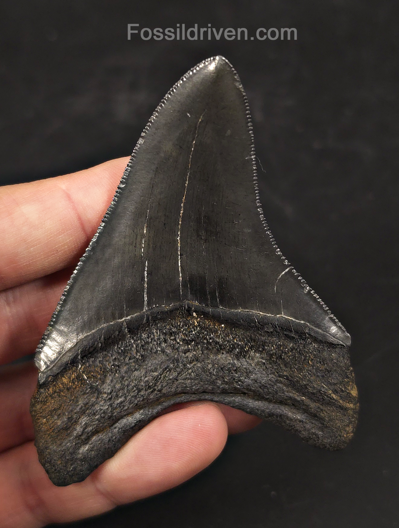High-Quality, 3.43" Fossil Megalodon Tooth - Charleston, South Carolina