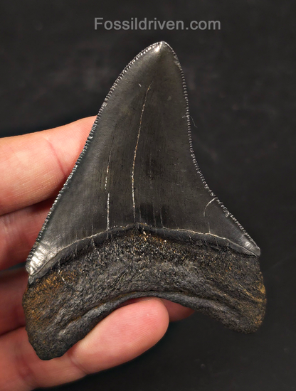 High-Quality, 3.43" Fossil Megalodon Tooth - Charleston, South Carolina