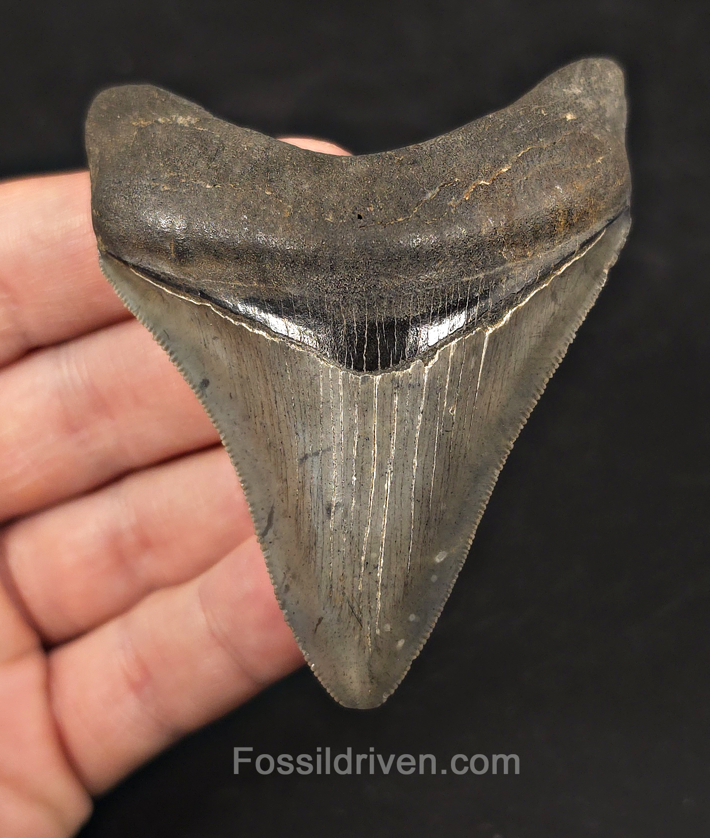 High-Quality, 3.31" Fossil Megalodon Tooth - Charleston, South Carolina