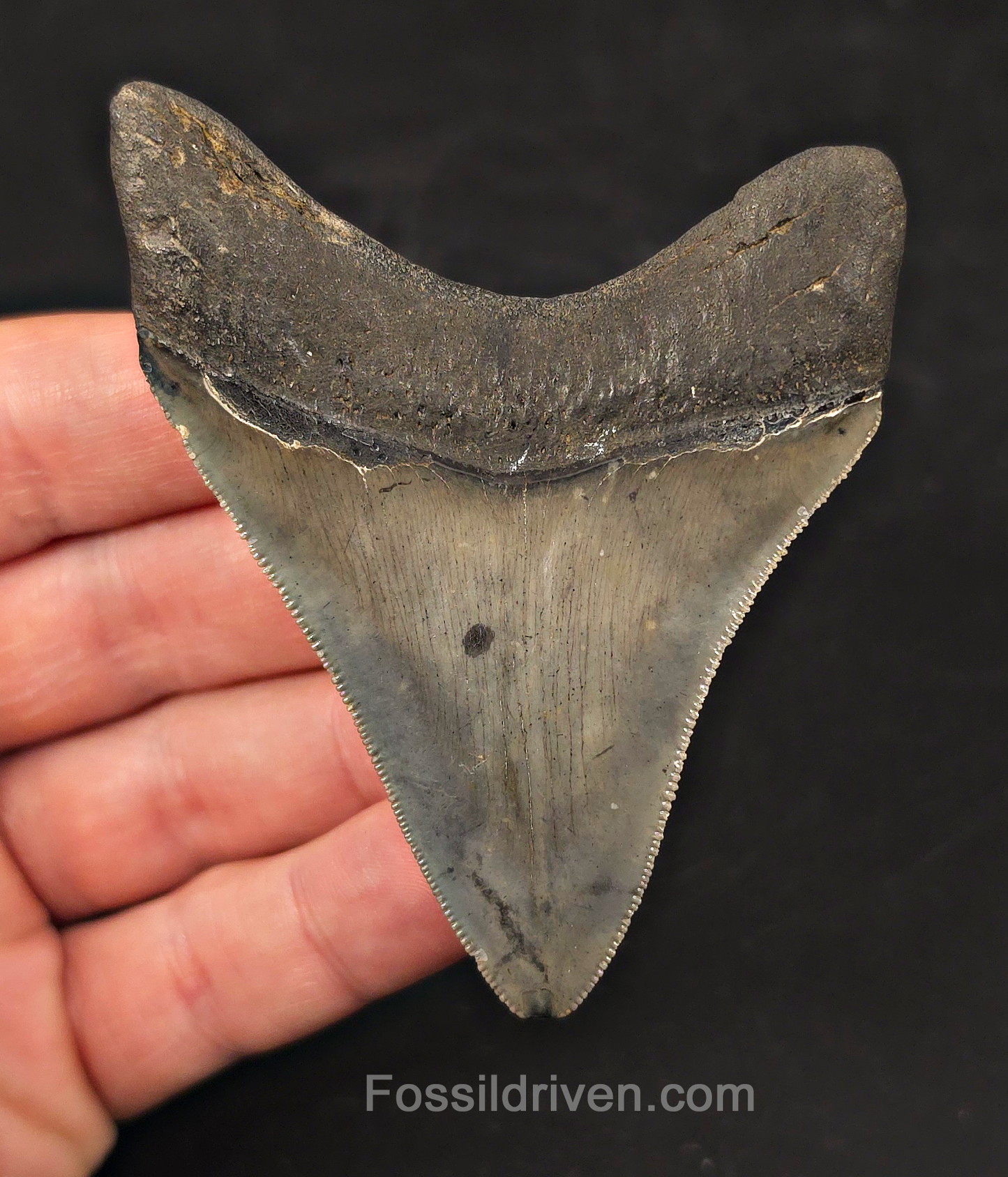 High-Quality, 3.31" Fossil Megalodon Tooth - Charleston, South Carolina
