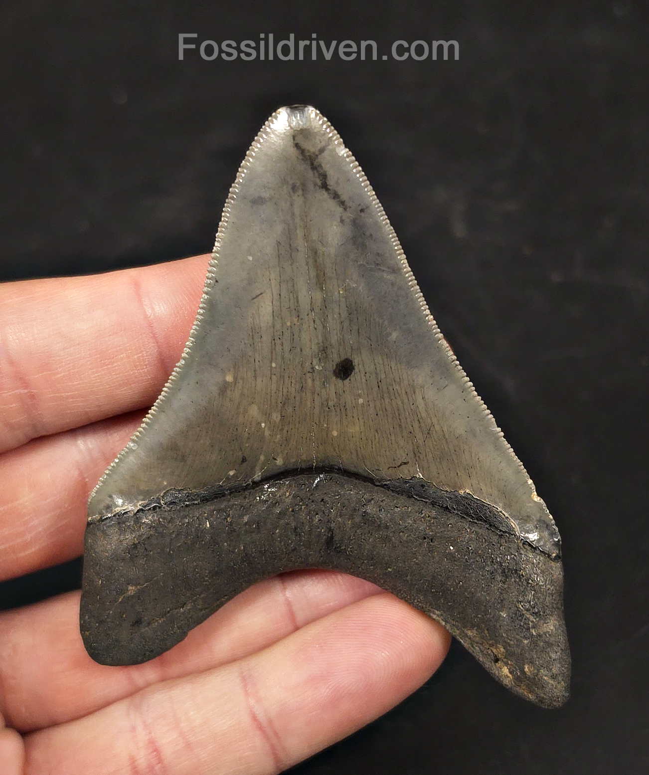 High-Quality, 3.31" Fossil Megalodon Tooth - Charleston, South Carolina