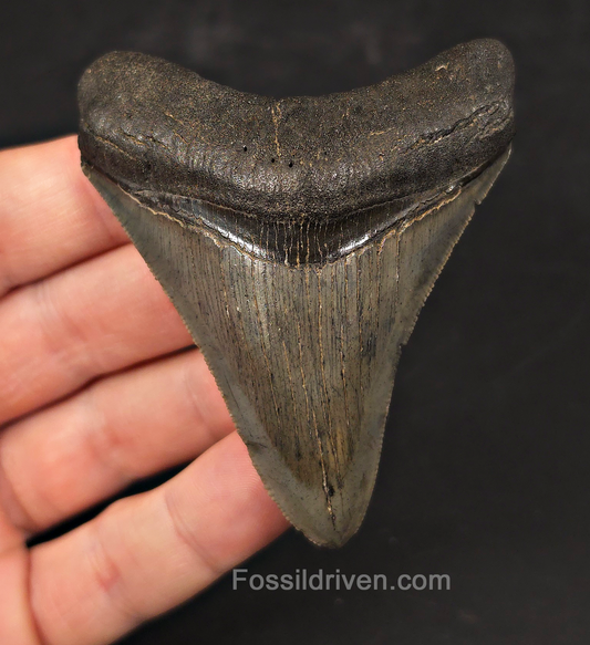 High-Quality, 3.05" Fossil Megalodon Tooth - Charleston, South Carolina