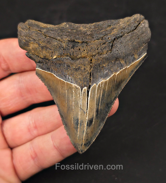 Colorful, 3.13" Fossil Megalodon Tooth - Charleston, South Carolina