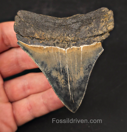 Colorful, 3.13" Fossil Megalodon Tooth - Charleston, South Carolina