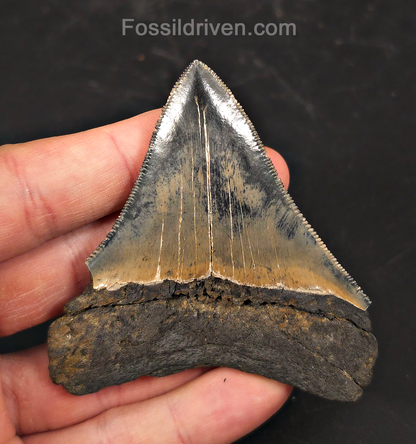 Colorful, 3.13" Fossil Megalodon Tooth - Charleston, South Carolina