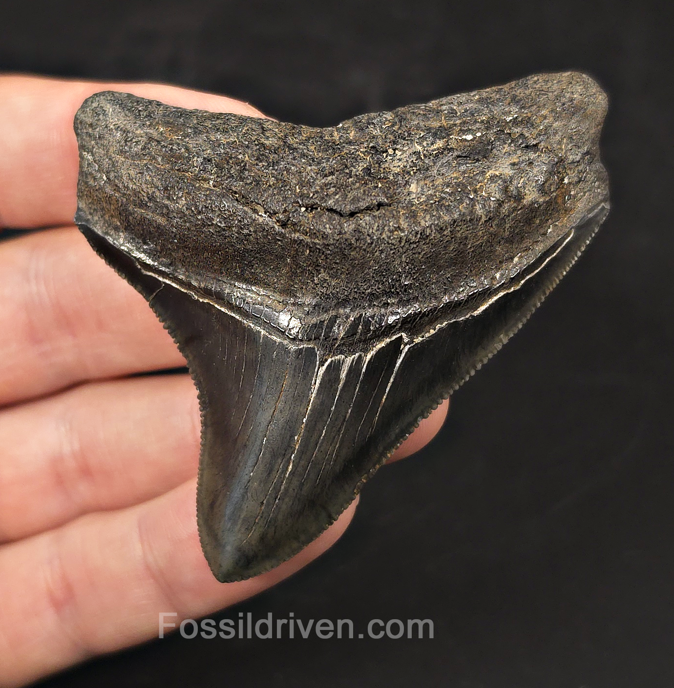 High-Quality, 2.94" Fossil Megalodon Tooth - Charleston, South Carolina