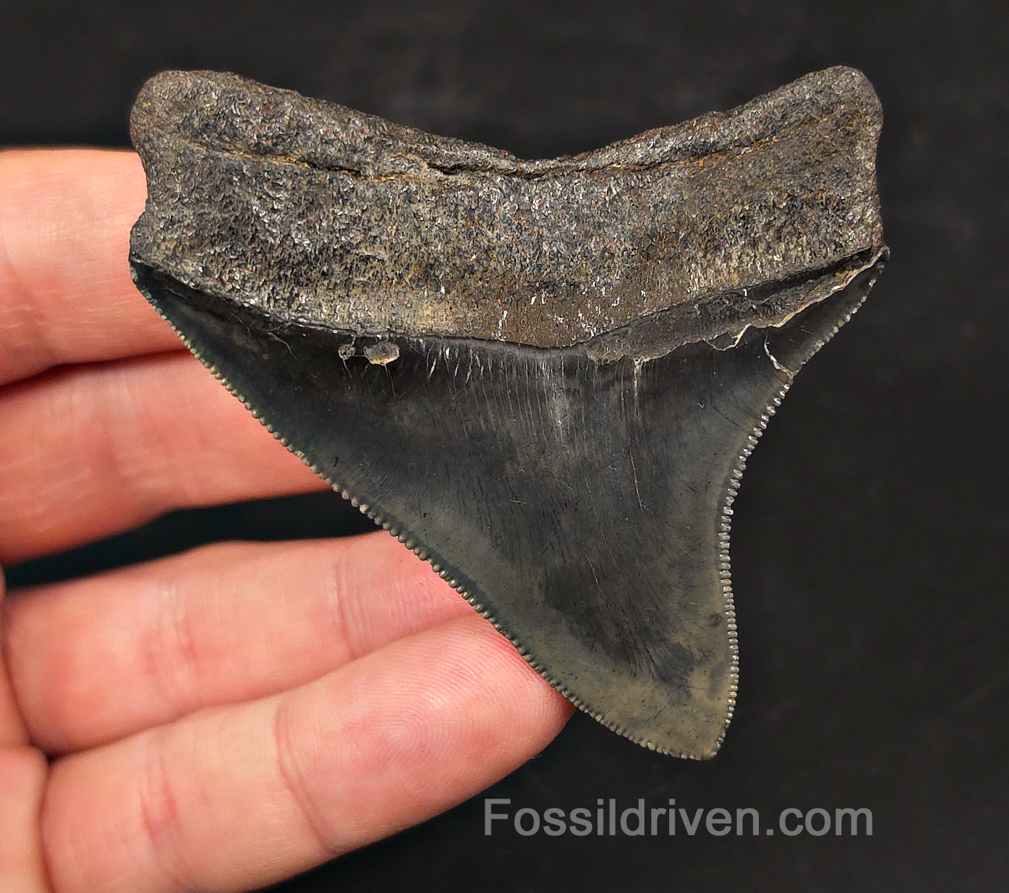 High-Quality, 2.94" Fossil Megalodon Tooth - Charleston, South Carolina
