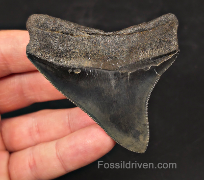 High-Quality, 2.94" Fossil Megalodon Tooth - Charleston, South Carolina