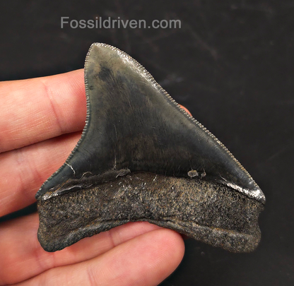 High-Quality, 2.94" Fossil Megalodon Tooth - Charleston, South Carolina