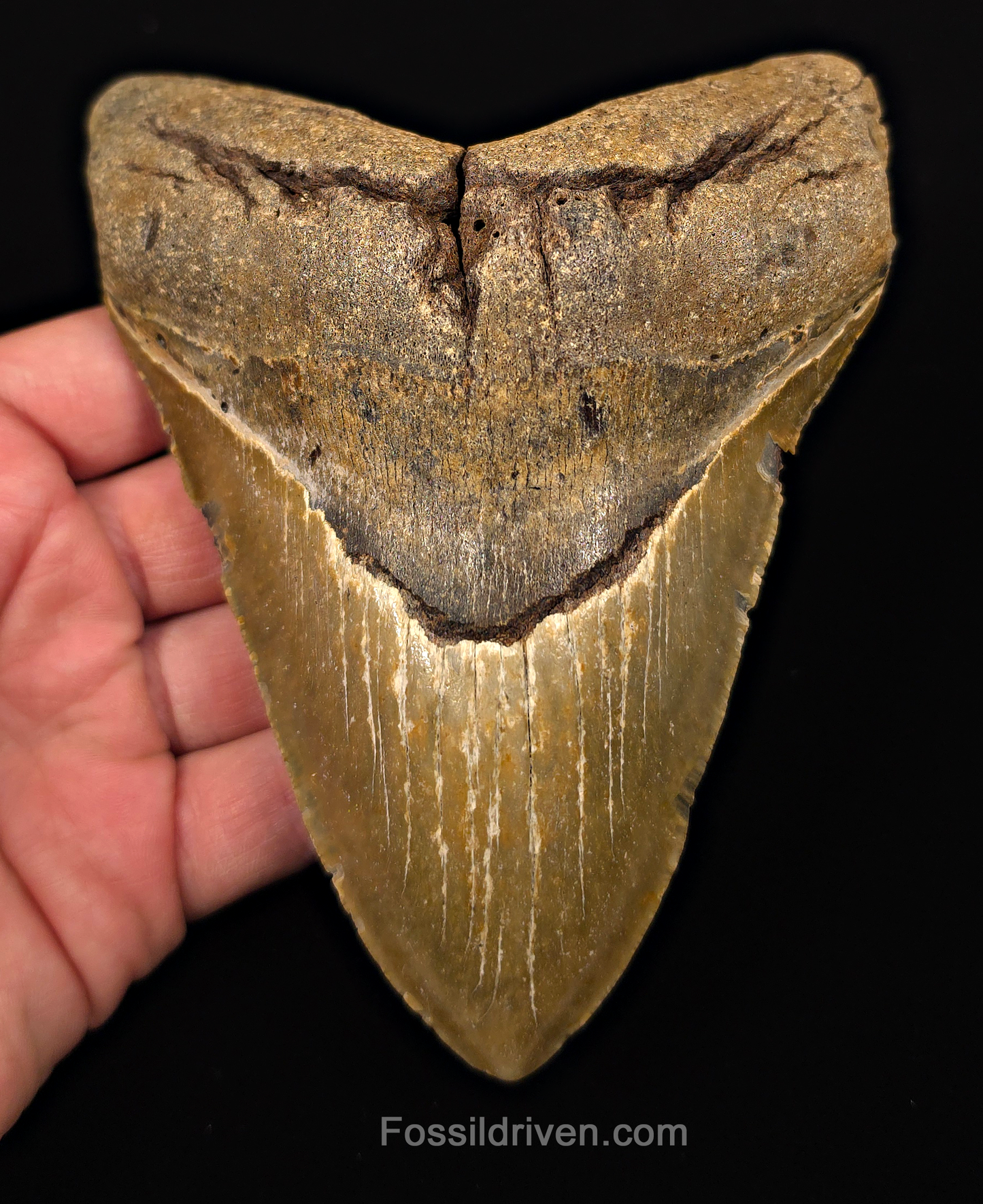 Authentic, 5.65" Fossil Megalodon Tooth - Meg Ledge, North Carolina