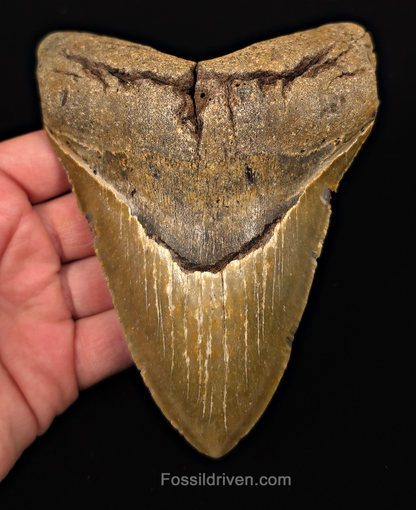 Authentic, 5.65" Fossil Megalodon Tooth - Meg Ledge, North Carolina