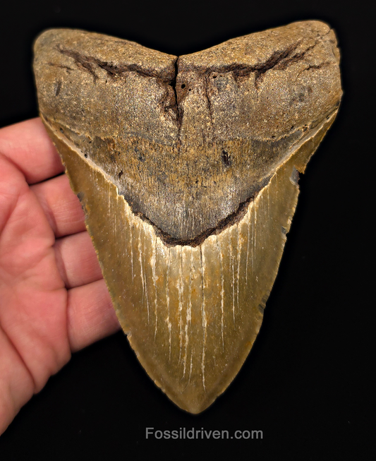 Authentic, 5.65" Fossil Megalodon Tooth - Meg Ledge, North Carolina