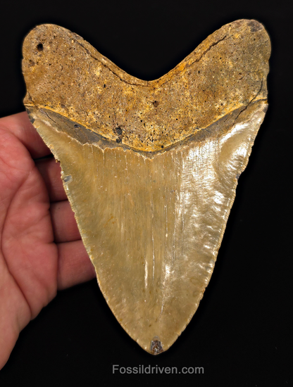 Authentic, 5.65" Fossil Megalodon Tooth - Meg Ledge, North Carolina