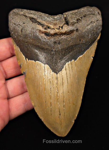 Real, 5.50" Fossil Megalodon Tooth - Meg Ledge, North Carolina