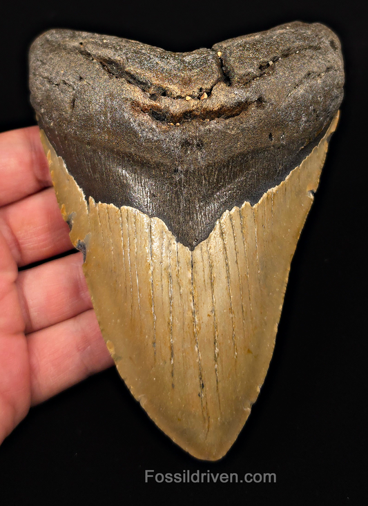 Real, 5.50" Fossil Megalodon Tooth - Meg Ledge, North Carolina