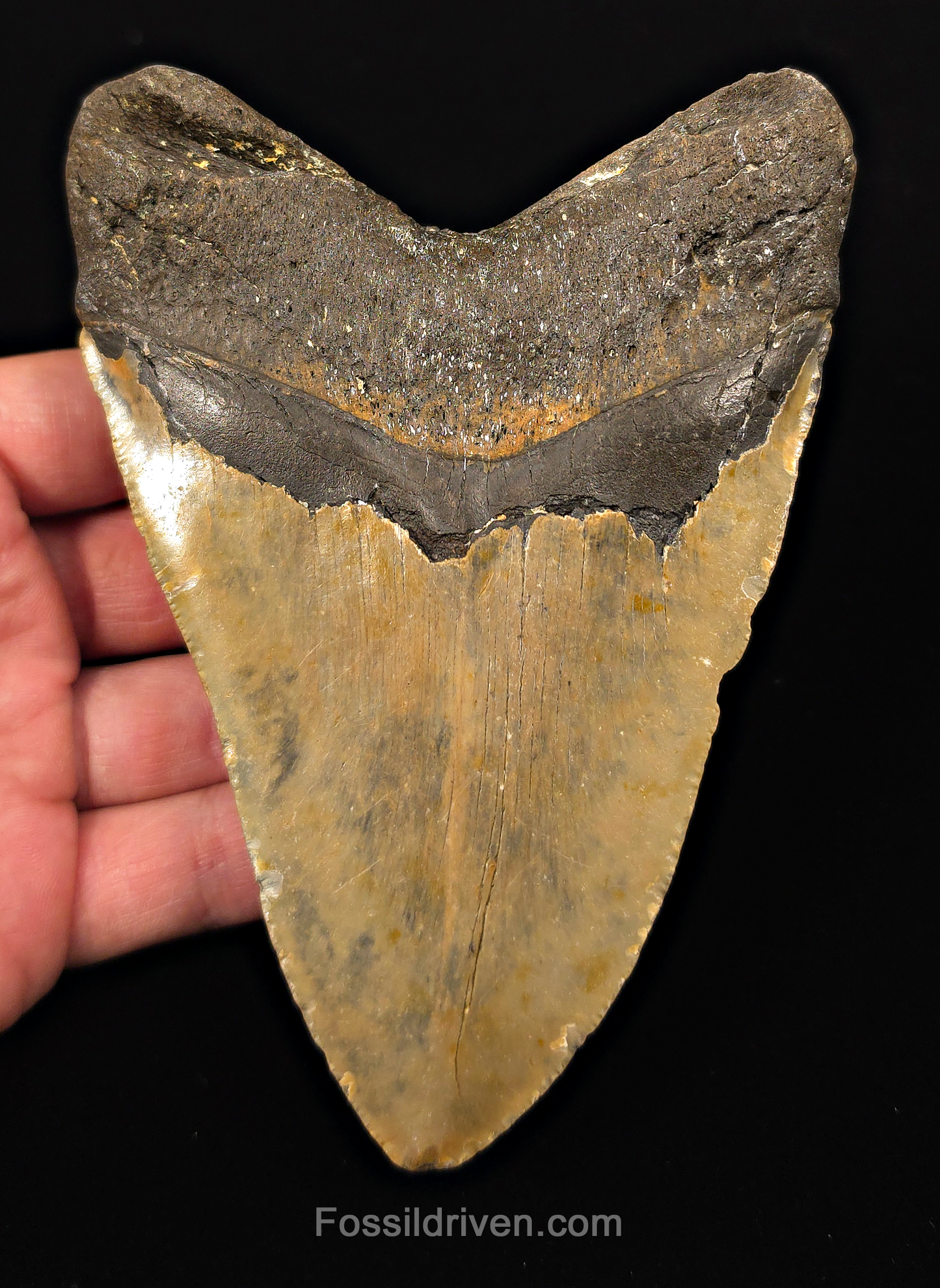 Real, 5.50" Fossil Megalodon Tooth - Meg Ledge, North Carolina