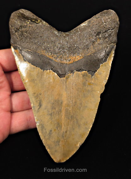 Real, 5.50" Fossil Megalodon Tooth - Meg Ledge, North Carolina