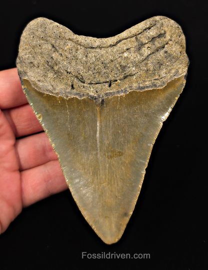 Real, 4.73" Fossil Megalodon Tooth - Meg Ledge, North Carolina
