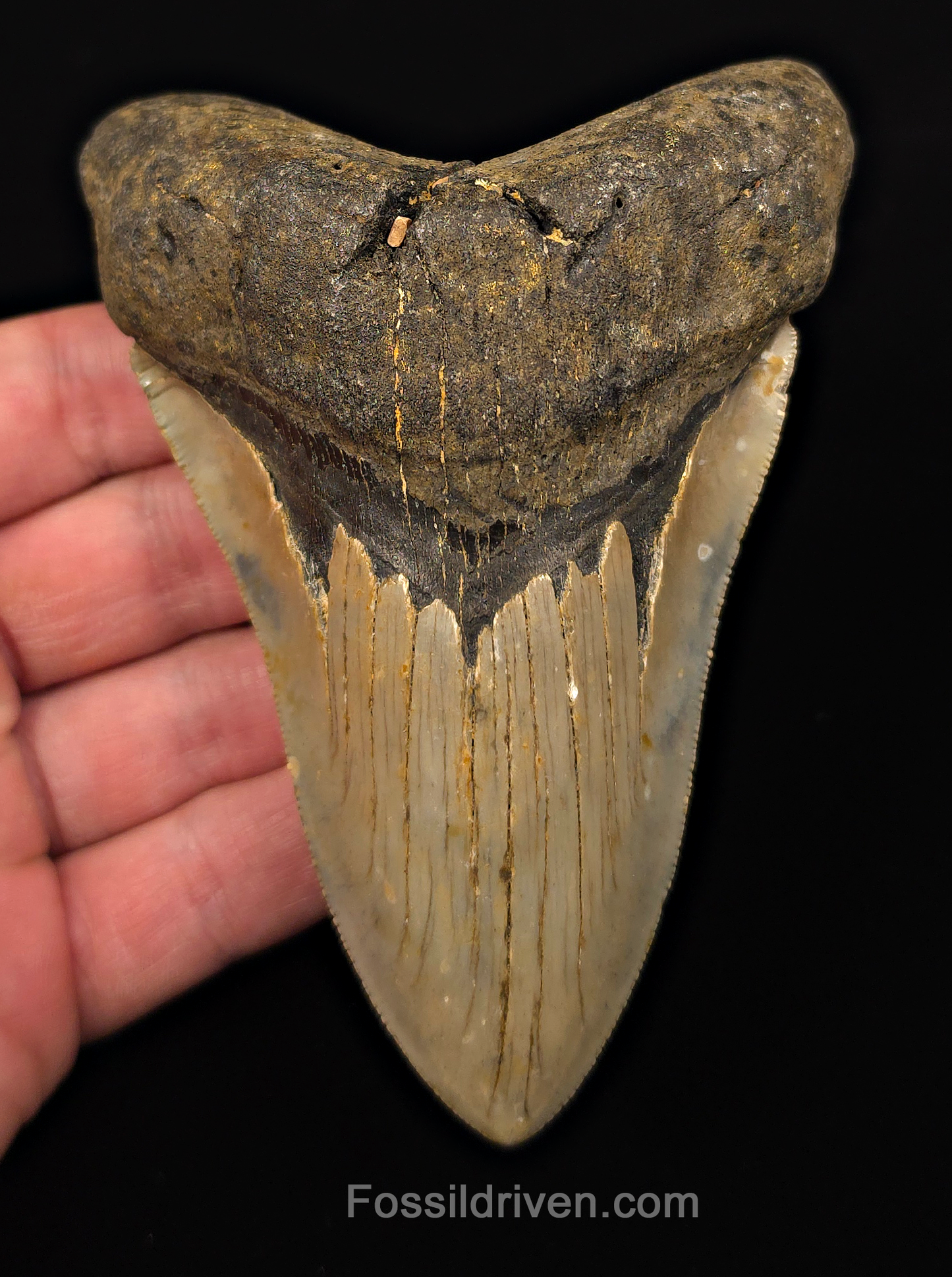 Real, 4.71" Fossil Megalodon Tooth - Meg Ledge, North Carolina