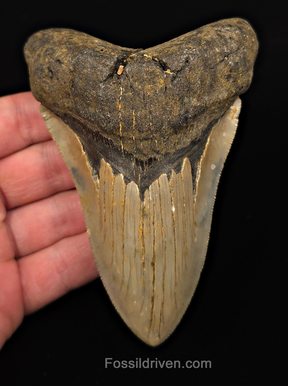 Real, 4.71" Fossil Megalodon Tooth - Meg Ledge, North Carolina
