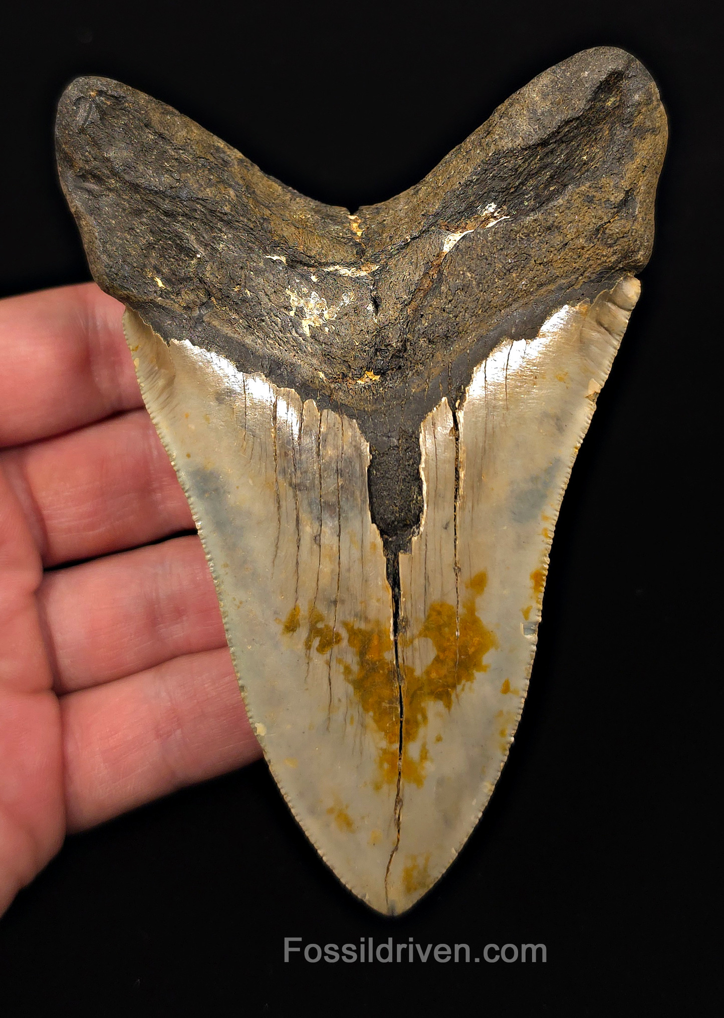 Real, 4.71" Fossil Megalodon Tooth - Meg Ledge, North Carolina