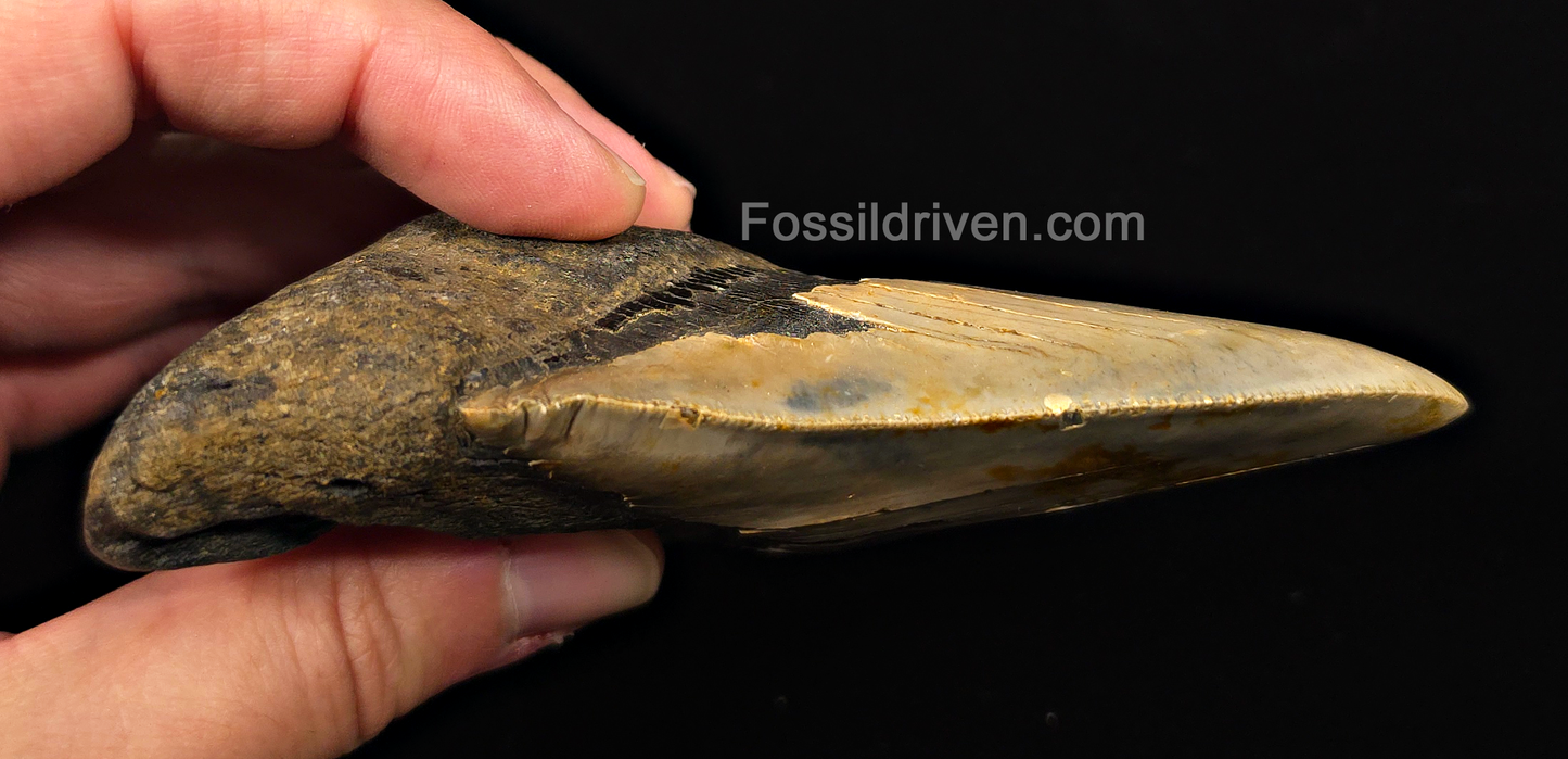 Real, 4.71" Fossil Megalodon Tooth - Meg Ledge, North Carolina