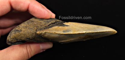 Real, 4.71" Fossil Megalodon Tooth - Meg Ledge, North Carolina