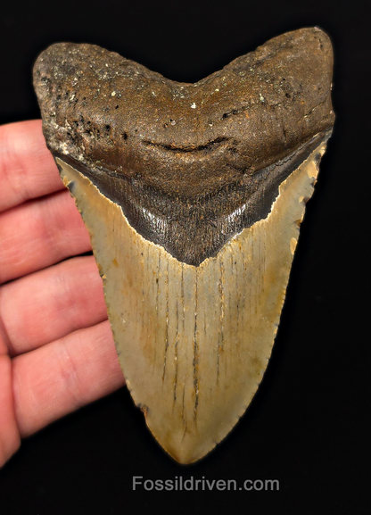 Real, 4.51" Fossil Megalodon Tooth - Meg Ledge, North Carolina