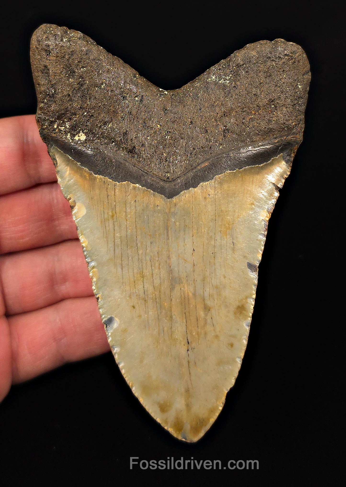 Real, 4.51" Fossil Megalodon Tooth - Meg Ledge, North Carolina