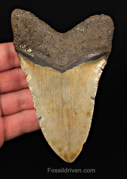 Real, 4.51" Fossil Megalodon Tooth - Meg Ledge, North Carolina