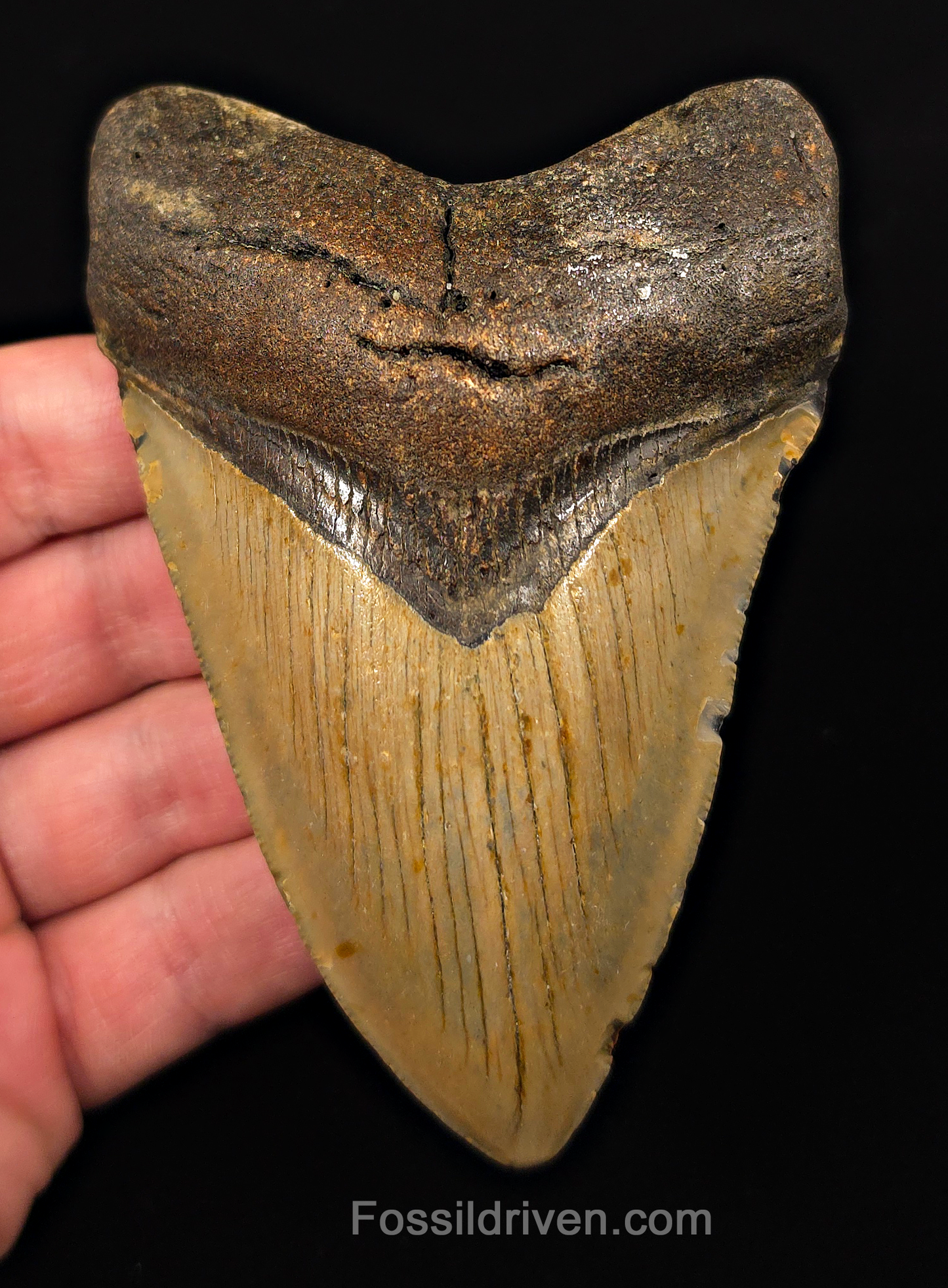 Authentic, 4.42" Fossil Megalodon Tooth - Meg Ledge, North Carolina