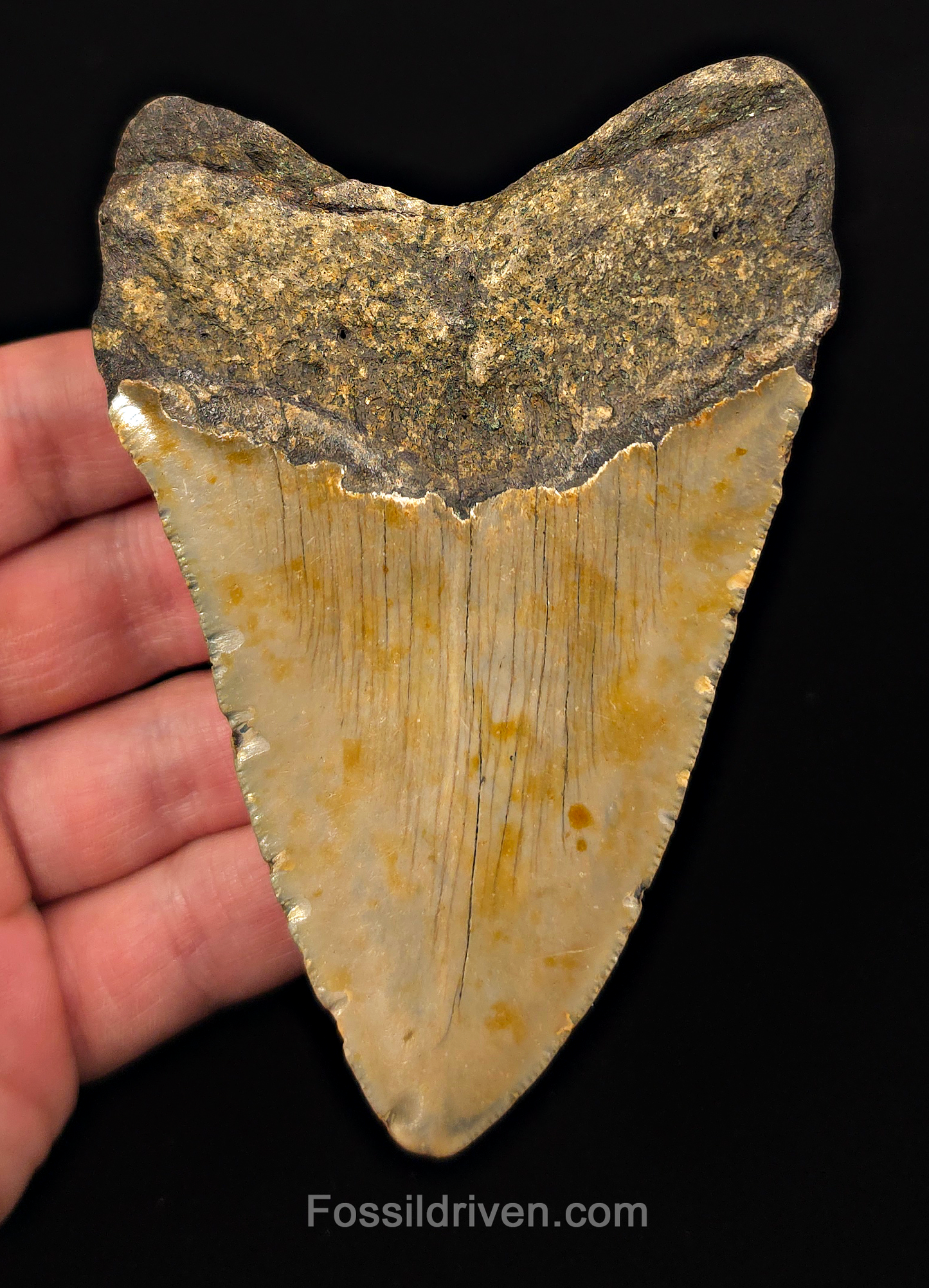 Authentic, 4.42" Fossil Megalodon Tooth - Meg Ledge, North Carolina