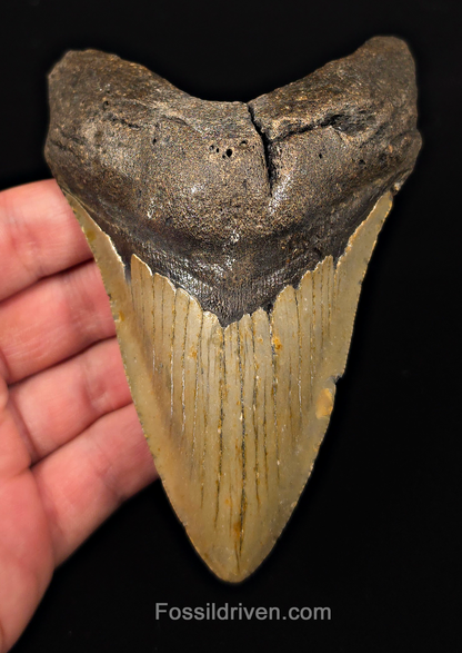 Real, 4.88" Fossil Megalodon Tooth - Meg Ledge, North Carolina