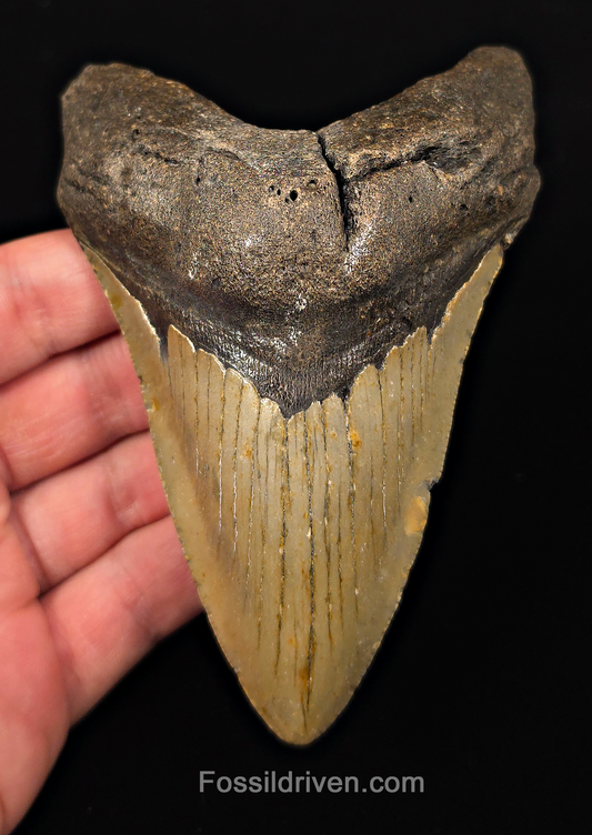 Real, 4.88" Fossil Megalodon Tooth - Meg Ledge, North Carolina