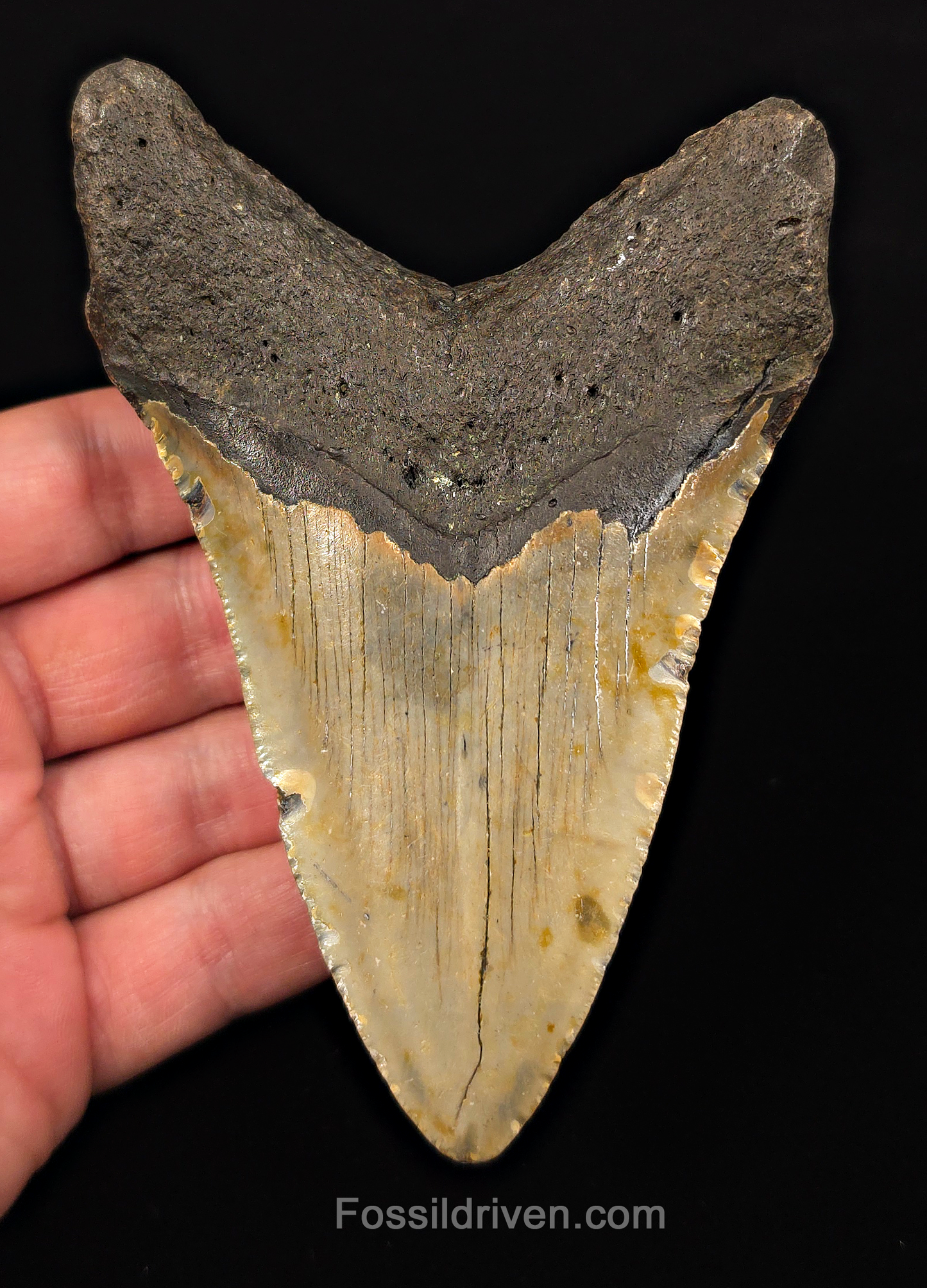 Real, 4.88" Fossil Megalodon Tooth - Meg Ledge, North Carolina