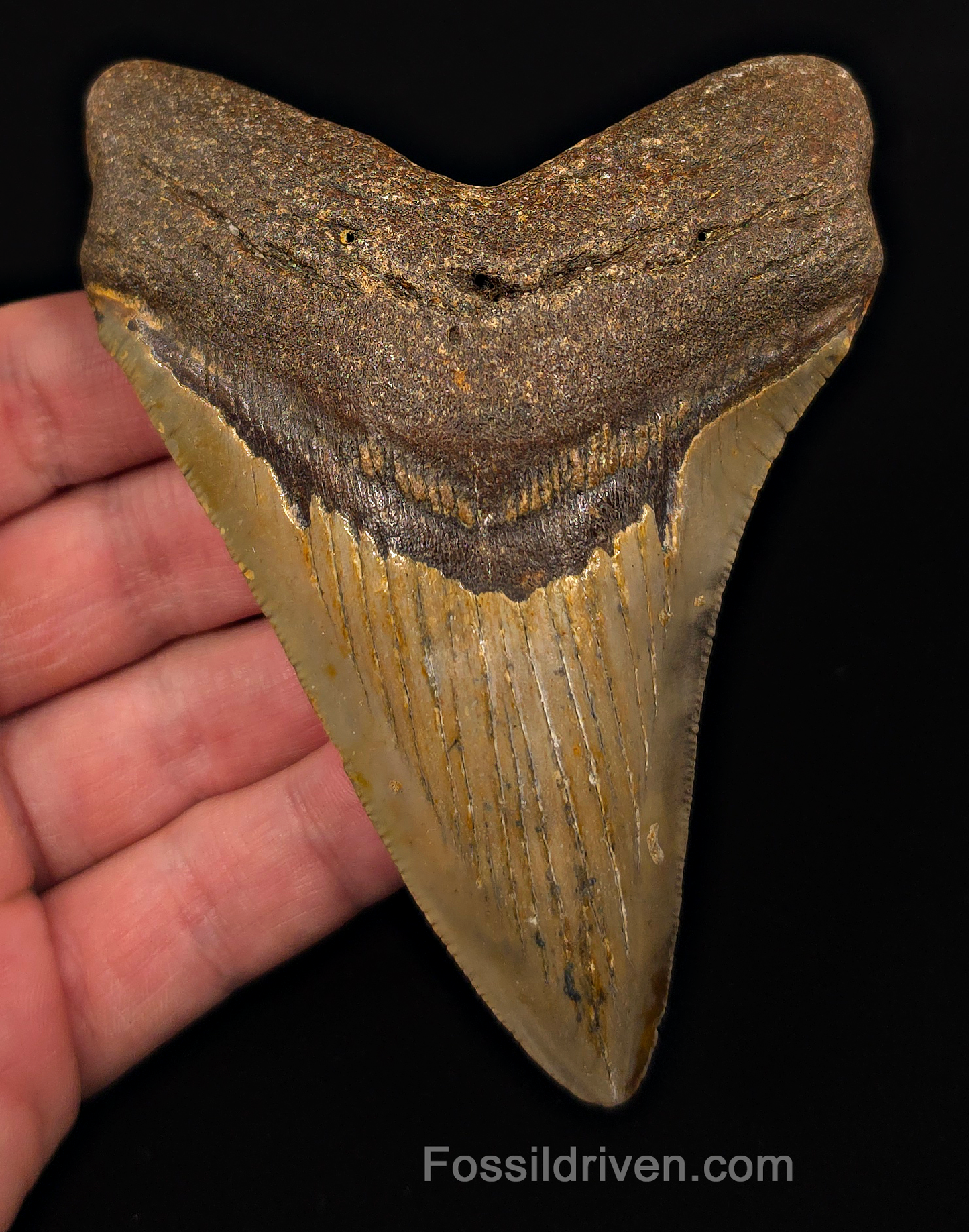 Authentic, 4.54" Fossil Megalodon Tooth - Meg Ledge, North Carolina