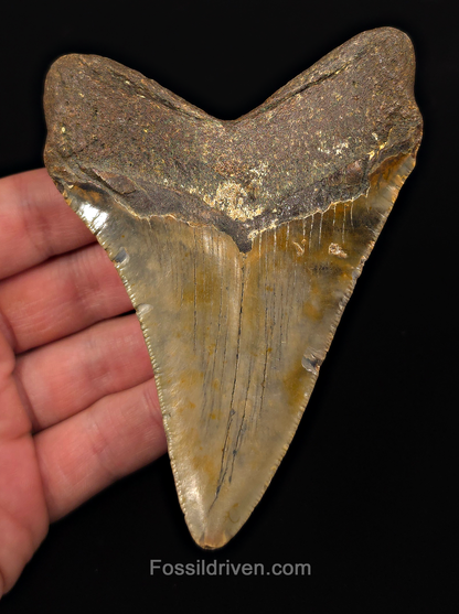 Authentic, 4.54" Fossil Megalodon Tooth - Meg Ledge, North Carolina