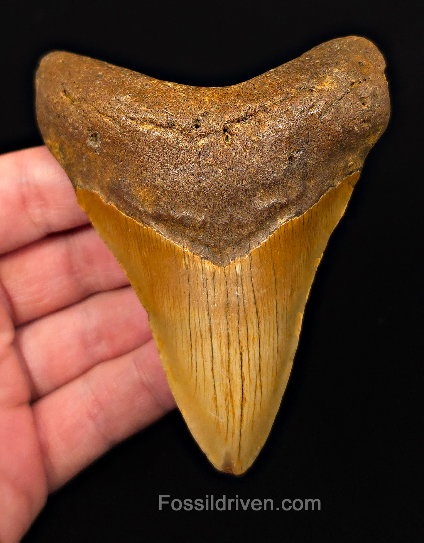 Orange Colored, 4.10" Fossil Megalodon Tooth - Meg Ledge, North Carolina