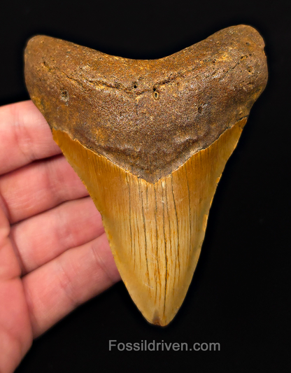 Orange Colored, 4.10" Fossil Megalodon Tooth - Meg Ledge, North Carolina
