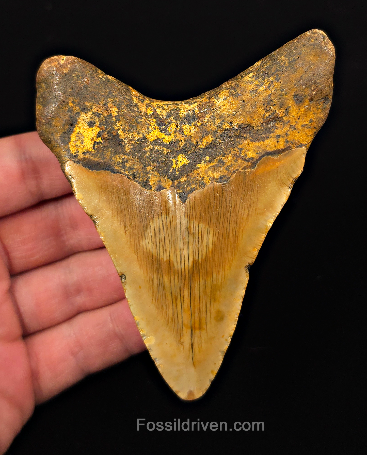 Orange Colored, 4.10" Fossil Megalodon Tooth - Meg Ledge, North Carolina