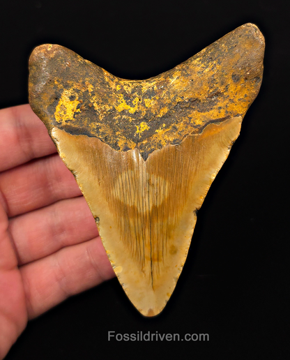Orange Colored, 4.10" Fossil Megalodon Tooth - Meg Ledge, North Carolina