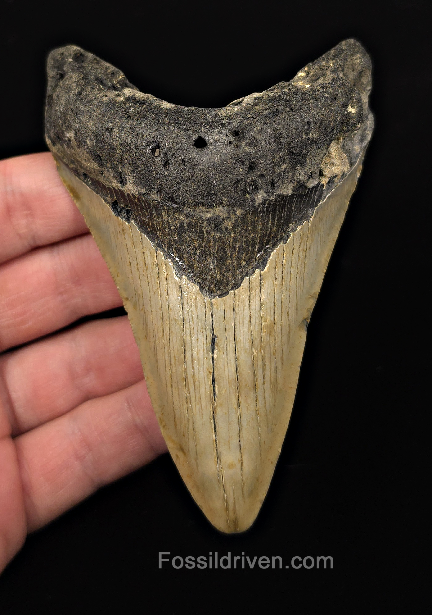Authentic, 4.34" Fossil Megalodon Tooth - Meg Ledge, North Carolina