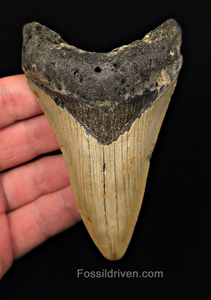 Authentic, 4.34" Fossil Megalodon Tooth - Meg Ledge, North Carolina