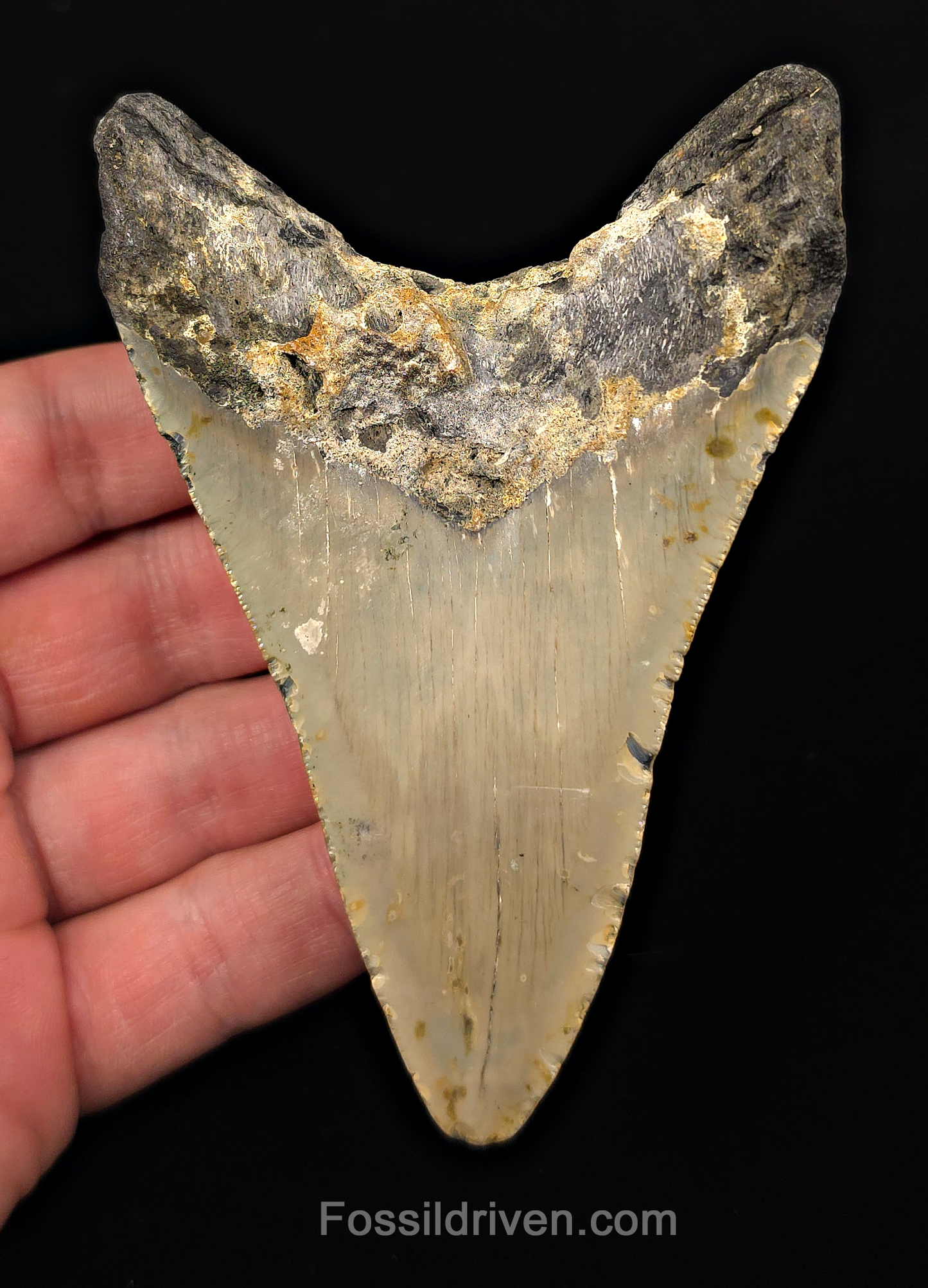 Authentic, 4.34" Fossil Megalodon Tooth - Meg Ledge, North Carolina