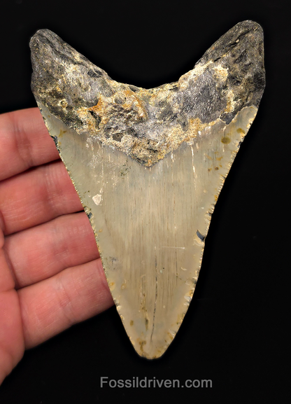 Authentic, 4.34" Fossil Megalodon Tooth - Meg Ledge, North Carolina